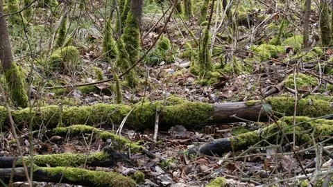 Moss covered dank forest floor Foto stock