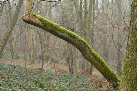 Moss covered dead fallen branches of trees in misty ghost forest in winter Foto stock
