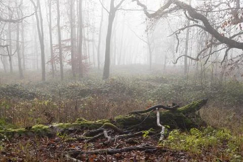 Moss covered dead fallen branches of trees in misty ghost forest in winter Stock Photos