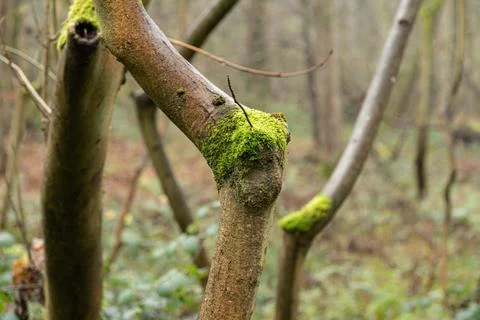Moss covered dead fallen branches of trees in misty ghost forest in winter Stock Photos