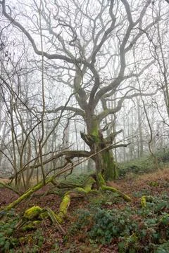 Moss covered dead fallen branches of trees in misty ghost forest in winter Stock Photos