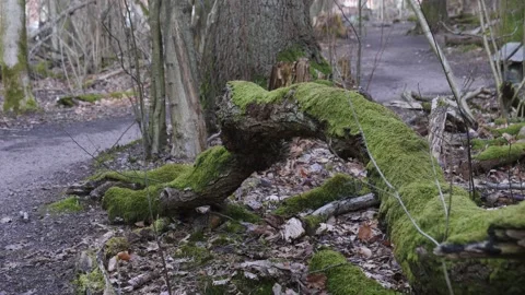 Moss Covered Dead Tree Laying Down in Nordic Forest next to Hiking Trail, Dolly Vídeos de archivo 231139557