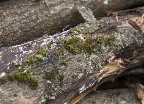 Moss-covered decaying tree logs in nature Stock Photos