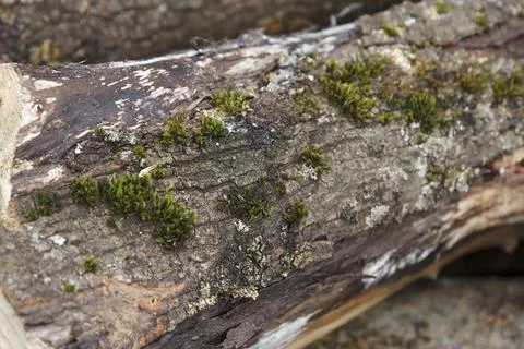 Moss-covered decaying tree logs in nature. Stock Photos