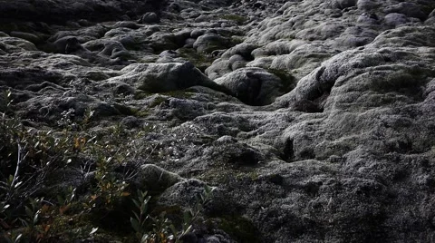 Moss Covered Eldhraun Lava Field with Icelandic Vegetation Video stock 67784495