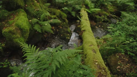 Moss-covered fallen log bridging a small, clear forest stream, surrounded by 動画素材 344205368