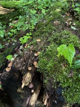 Moss covered fallen log with clusters of tiny mushrooms in damp green woodland Stock Photos