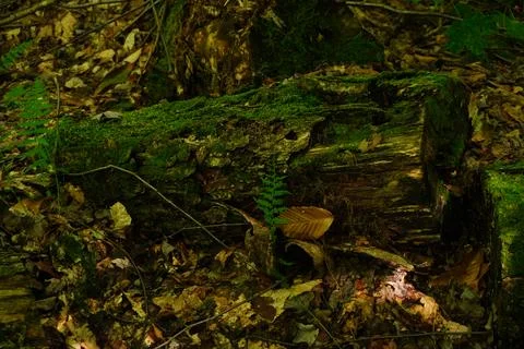 Moss-covered fallen log in a dense forest with scattered fallen leaves and ferns Stock-Fotos