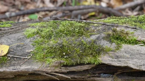 Moss-covered fallen log in a forest setting in natural light Stock Footage 347012195