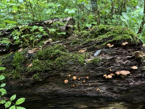 Moss covered fallen log with small mushrooms growing in lush forest undergrowth Stock Photos