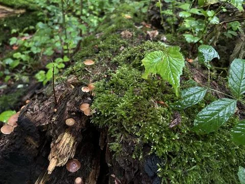 Moss covered fallen log with tiny mushrooms and fresh green leaves in damp Stock Photos