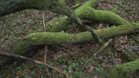 Moss-covered fallen logs in forest floor with green vegetation Stock Footage 330316697