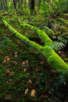 Moss Covered Fallen Tree in Devon Forest Stock Photos