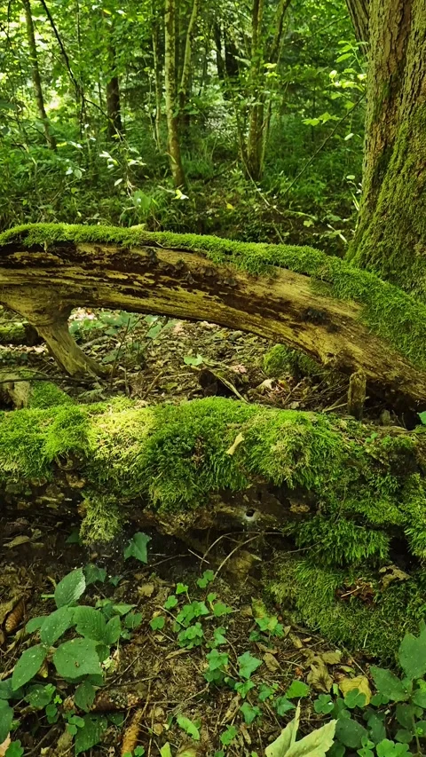 Moss-Covered Fallen Tree in a Forest 動画素材 285647106