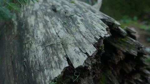 Moss-Covered Fallen Tree in the Forest Stock Footage 288902339