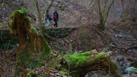 Moss-covered fallen tree with hikers walking in background, Mount Ōtake, Japan Stock Footage 319622129