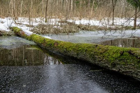 Moss-covered fallen tree lies across a winter forest stream. Stock Photos