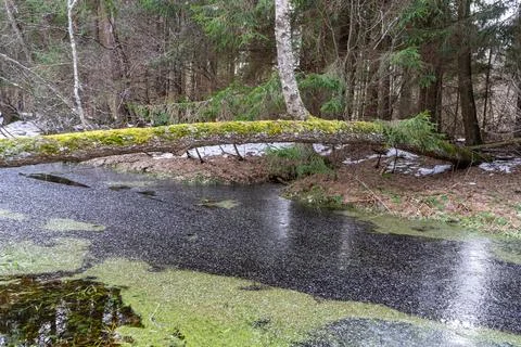 Moss-covered fallen tree lies across a winter forest stream. Stock Photos