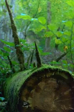 Moss covered fallen tree log with sharp branches shooting out Stock Photos