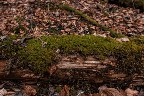 Moss-Covered Fallen Tree Log on Woodland Forest Floor Stock-Fotos