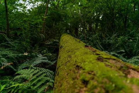 Moss-Covered Fallen Tree in the Lush Forest Under a Canopy of Greenery. Fotos de archivo