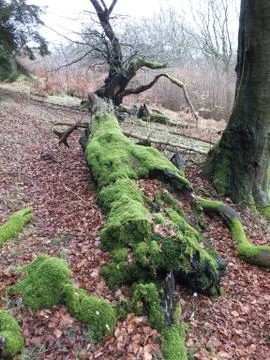 Moss Covered Fallen Tree Stock Photos