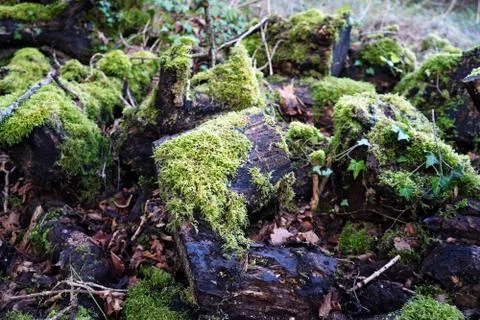 Moss covered fallen tree 스톡 사진
