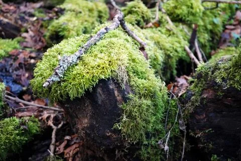 Moss covered fallen tree 库存照片