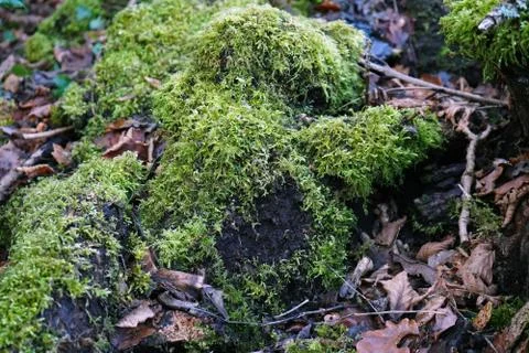 Moss covered fallen tree 写真素材