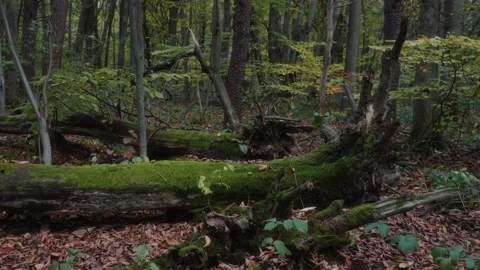 Moss Covered Fallen Tree Trunk in Dense Forest 스톡 동영상 327464241
