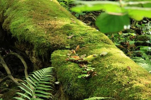 Moss covered fallen tree trunk in dense green forest under soft sunlight Fotos de archivo