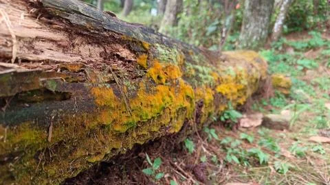 Moss covered fallen tree trunk in forest Stock Photos