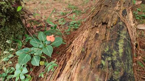 Moss covered fallen tree trunk in forest Stock Photos
