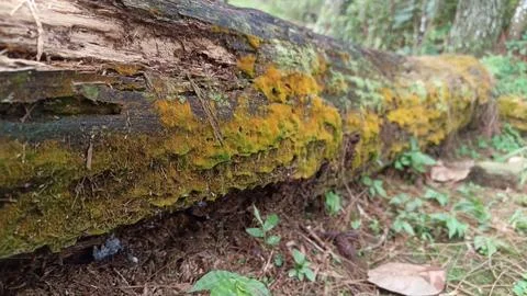 Moss covered fallen tree trunk in forest Foto stock