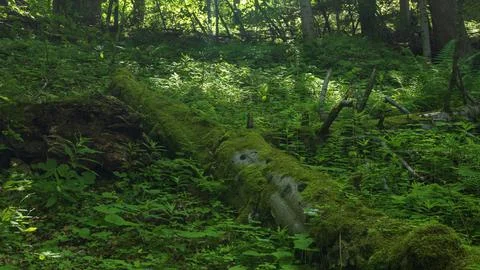 Moss Covered Fallen Tree Trunk in Lush Green Forest Фото