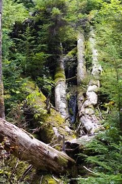Moss-covered fallen trees with a small stream running through dense forest Stock Photos