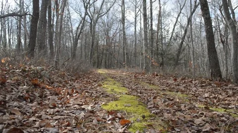 A moss covered footpath through the winter woods of New Jersey 動画素材 58625847