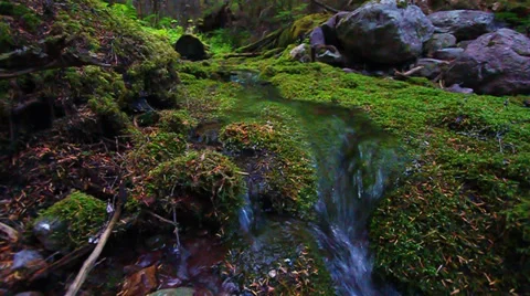 Moss Covered Forest and Stream Stock Footage 36045569