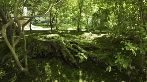 Moss Covered Forest Floor with Ancient Tree Stump and Dappled Sunlight Stock Footage 339934218