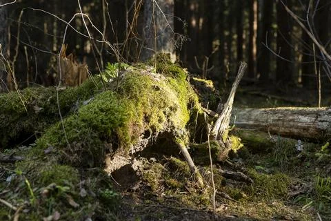 Moss covered forest floor with fallen log. Sunlit woodland ground with natura Foto stock