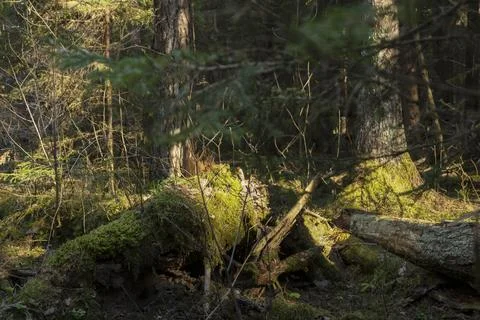 Moss covered forest floor with fallen logs. Sunlit woodland ground in a natur Stock Photos
