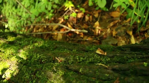 Moss covered forest floor Stock Footage 81832594