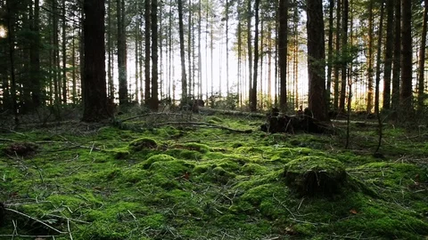 Moss covered forest floor Stock Footage 98678380