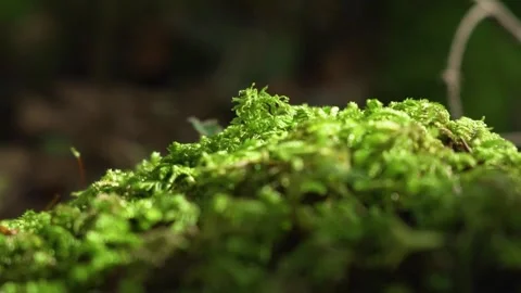Moss covered forest floor in Germany Stock Footage 168389453