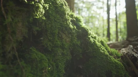 Moss covered forest floor in Germany Stock Footage 168389467