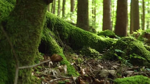 Moss covered forest floor in Germany Stock Footage 168389559