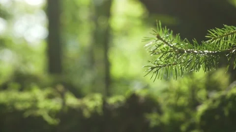 Moss covered forest floor in Germany Stock Footage 168389562