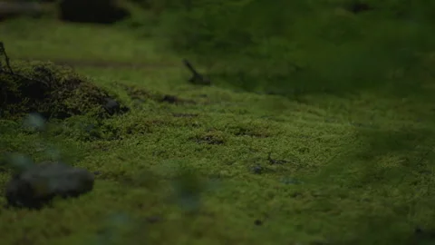 Moss covered forest floor in old growth timber area of Oregon Stock-Footage 232420593