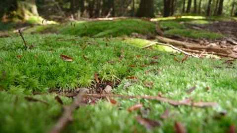 Moss covered forest floor Stock Photos