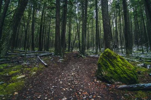 Moss covered forest floor Stock Photos